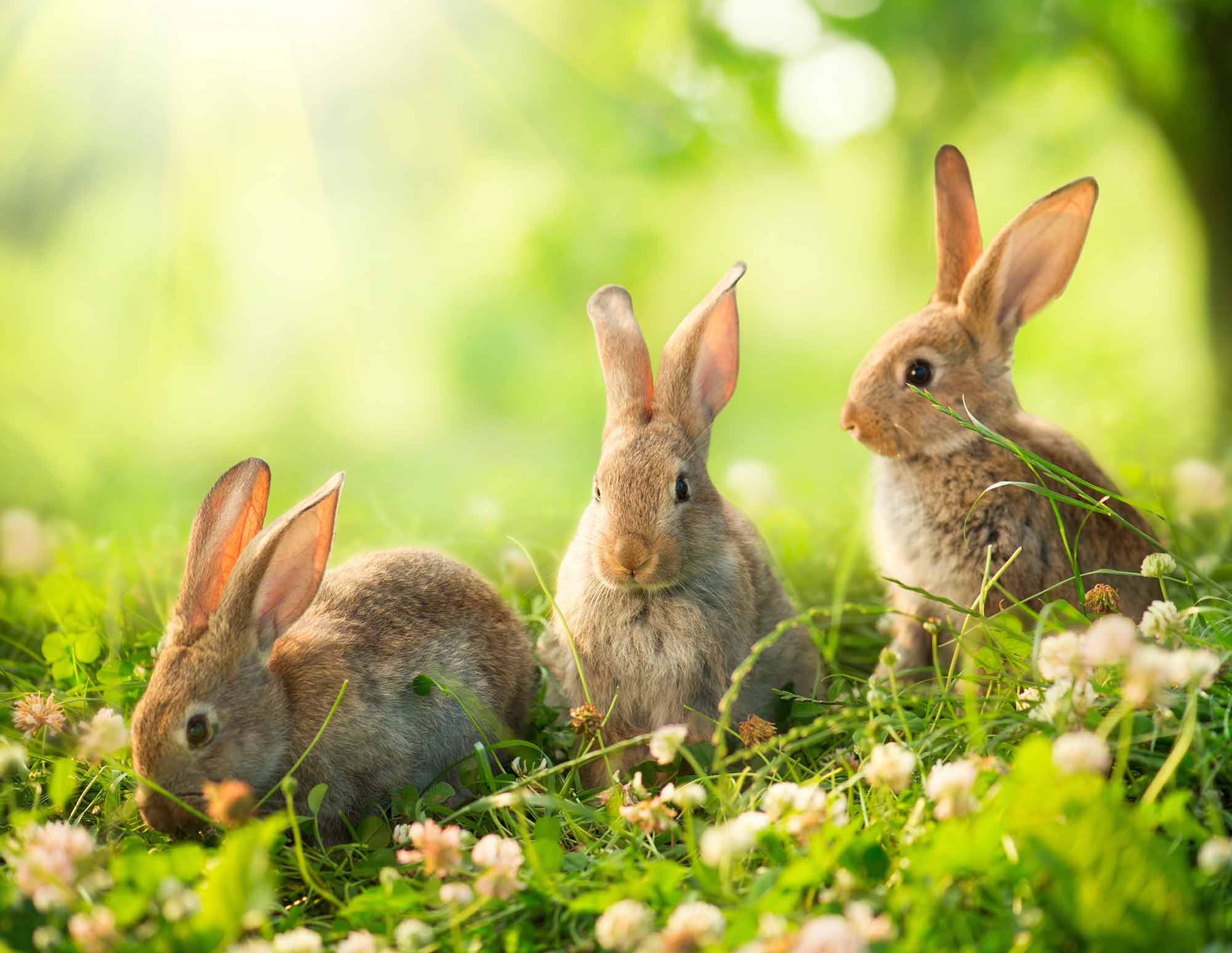 https://www.3rdwavetherapy.com/wp-content/uploads/2020/10/mindful-rabbits.jpg